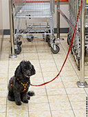 287-dog-supermarket-frankfurt-th