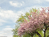 344-trees-springtime-foto-frankfurt-th