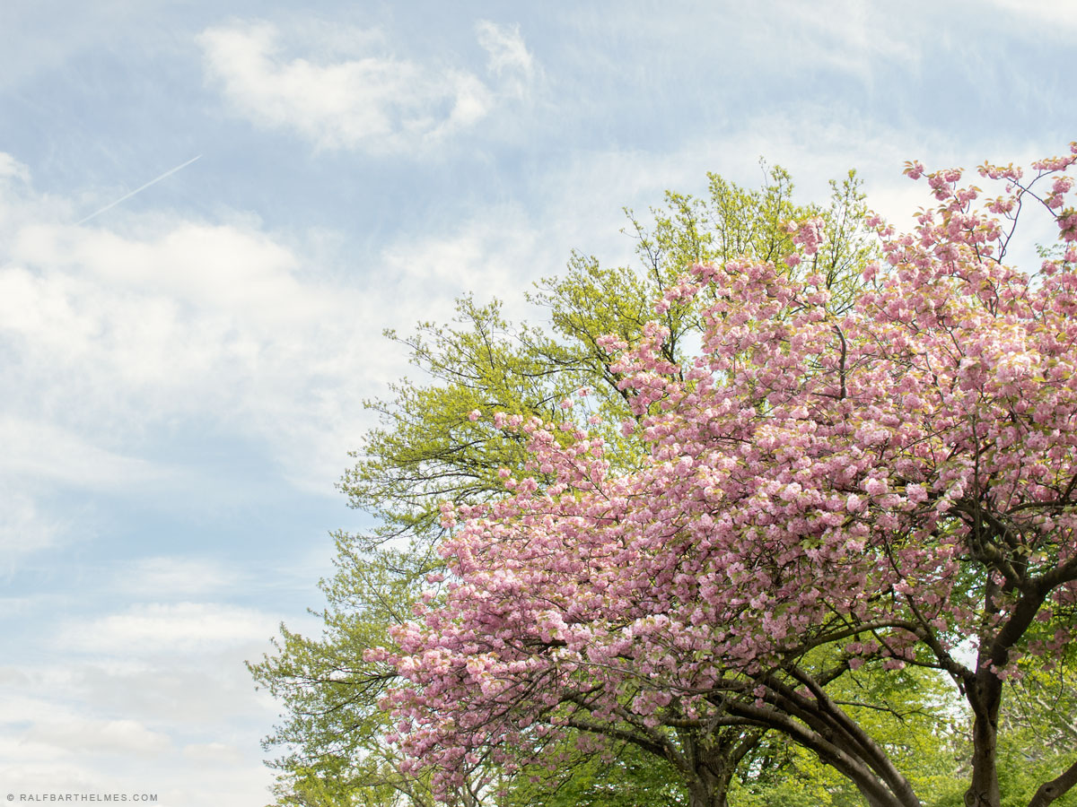 344-trees-springtime-foto-frankfurt