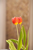 355-tulpe-tango-foto-frankfurt-th